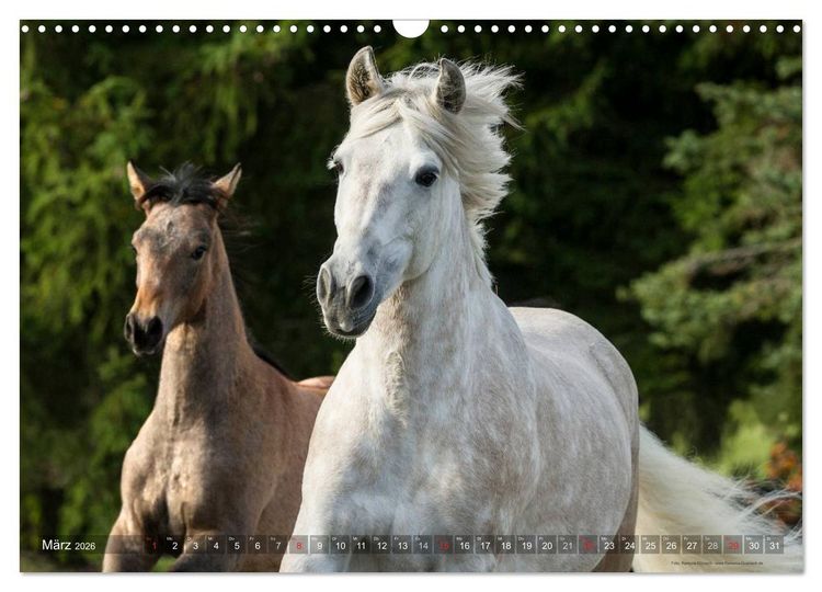 Produktbild: Edle spanische Pferde - Pura Raza Espanola (Wandkalender 2026 DIN A3 quer), CALVENDO Monatskalender