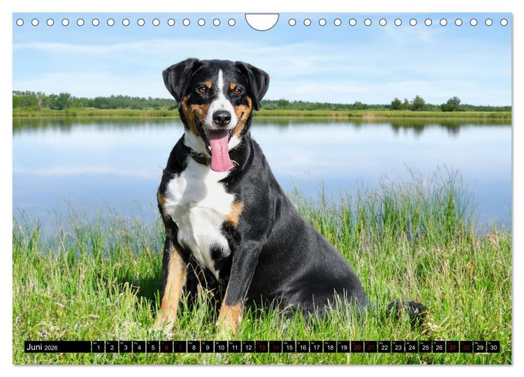 Produktbild: Appenzeller Sennenhunde - Fr&ouml;hliche Kameraden (Wandkalender 2026 DIN A4 quer), CALVENDO Monatskalender