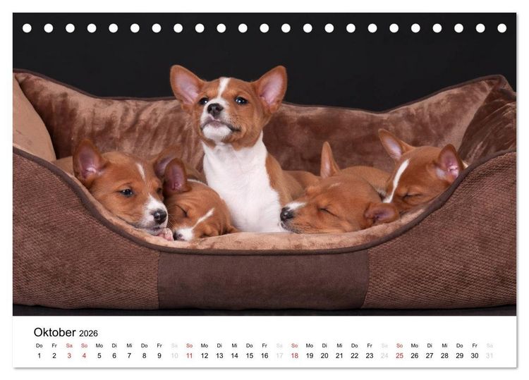 Produktbild: Allerliebste Basenji Welpen 2026 (Tischkalender 2026 DIN A5 quer), CALVENDO Monatskalender