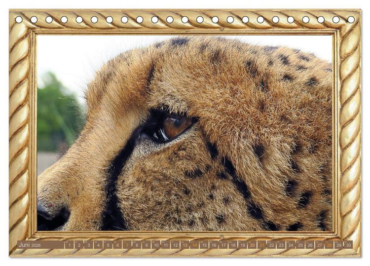 Produktbild: Augenblicke aus Afrika (Tischkalender 2026 DIN A5 quer), CALVENDO Monatskalender