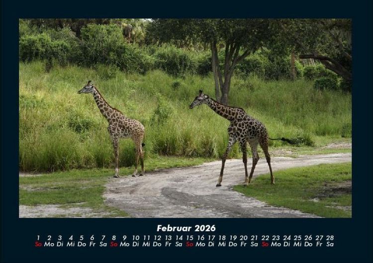 Produktbild: Giraffen 2026 Fotokalender DIN A4