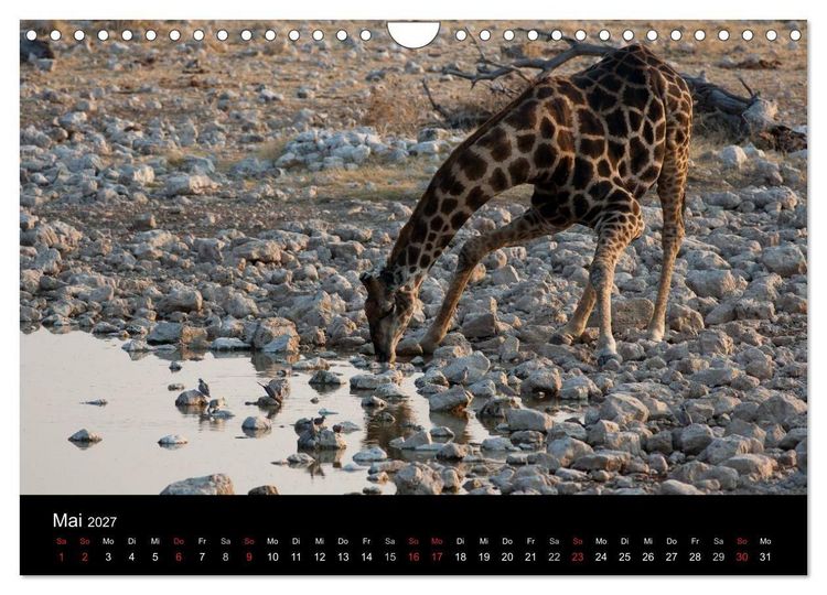Produktbild: Wildlife Namibia (Wandkalender 2027 DIN A4 quer), CALVENDO Monatskalender