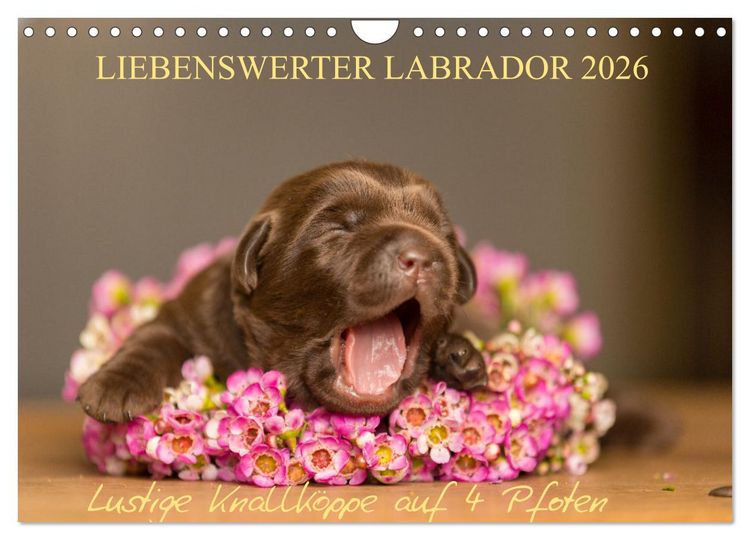 Produktbild: Liebenswerter Labrador 2026 (Wandkalender 2026 DIN A4 quer), CALVENDO Monatskalender