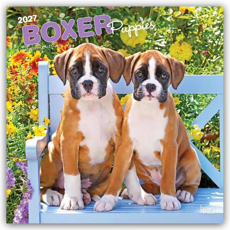 Produktbild: Boxer Puppies &ndash; Boxer Welpen 2027 &ndash; 16-Monatskalender