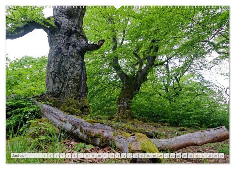 Produktbild: Hutewald Halloh - Baumriesen aus vergangenen Zeiten (hochwertiger Premium Wandkalender 2027 DIN A2 quer), Kunstdruck in Hochglanz