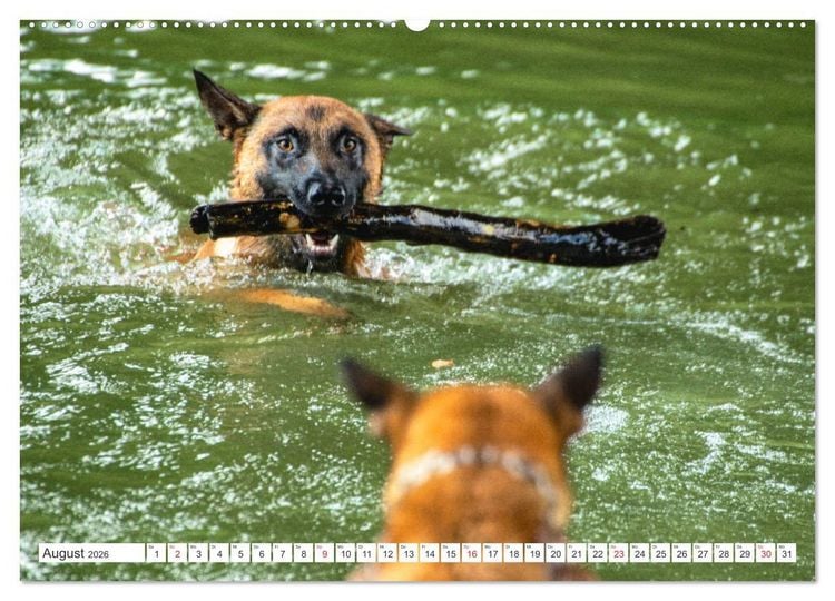 Produktbild: Malinois - belgischer Sch&auml;ferhund (hochwertiger Premium Wandkalender 2026 DIN A2 quer), Kunstdruck in Hochglanz