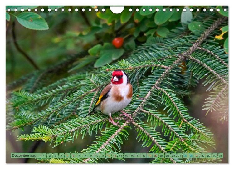 Produktbild: Distelfink (Wandkalender 2026 DIN A4 quer), CALVENDO Monatskalender