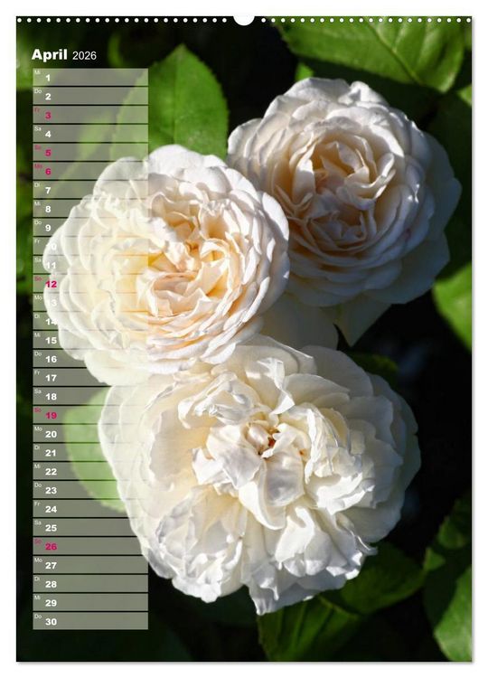 Produktbild: Rosen f&uuml;r DICH / Geburtstagskalender (hochwertiger Premium Wandkalender 2026 DIN A2 hoch), Kunstdruck in Hochglanz