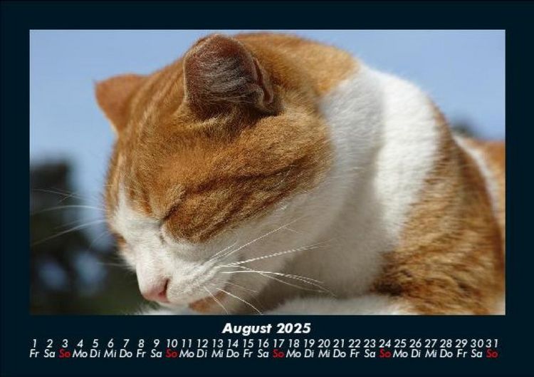Produktbild: F&uuml;r Katzenfreunde 2025 Fotokalender DIN A5