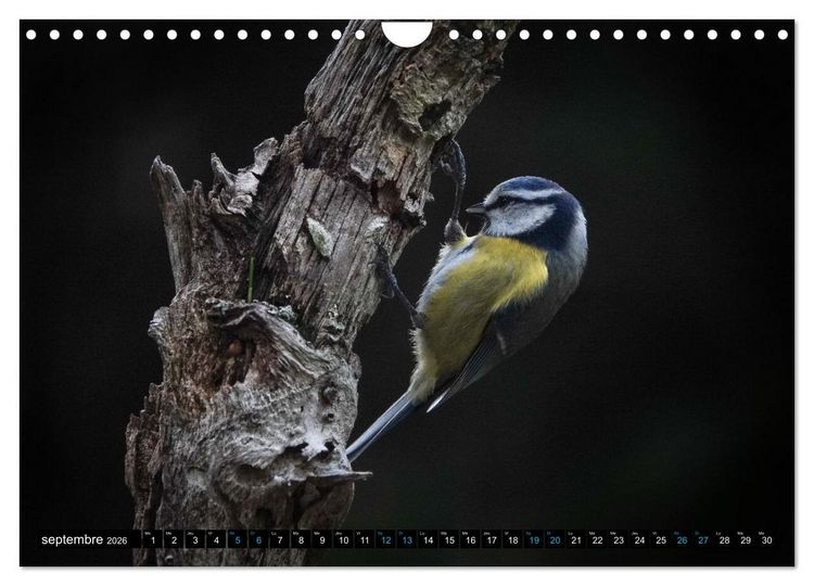 Produktbild: Mes anges bleus en &Icirc;le-de-France (Calendrier mural 2026 DIN A4 vertical), CALVENDO calendrier mensuel