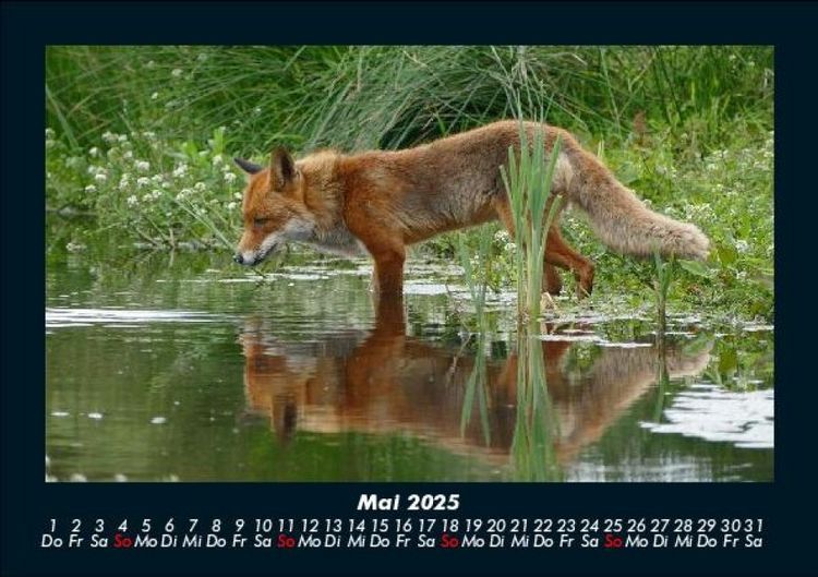 Produktbild: Waldbewohner 2025 Fotokalender DIN A5