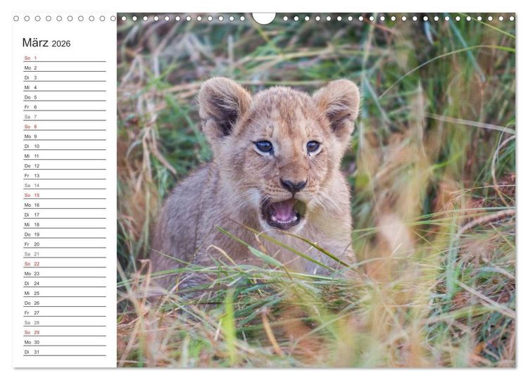 Produktbild: Emotionale Momente: L&ouml;wenbabys - so s&uuml;&szlig;. (Wandkalender 2026 DIN A3 quer), CALVENDO Monatskalender