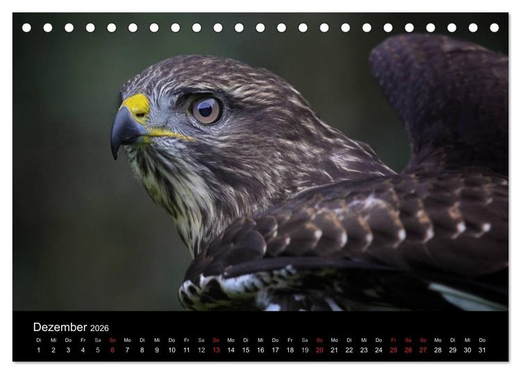 Produktbild: Raubv&ouml;gel zum Greifen nahe (Tischkalender 2026 DIN A5 quer), CALVENDO Monatskalender