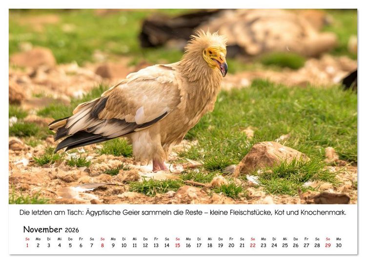 Produktbild: Die Geier sind los (Wandkalender 2026 DIN A4 quer), CALVENDO Monatskalender
