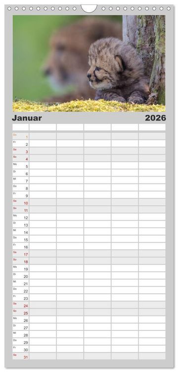 Produktbild: Familienplaner 2026 - Raubkatzenkinder mit 5 Spalten (Wandkalender, 21 x 45 cm) CALVENDO