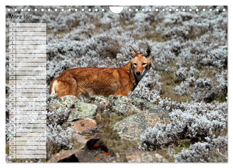 Produktbild: Abenteuer &Auml;thiopien (Wandkalender 2026 DIN A4 quer), CALVENDO Monatskalender