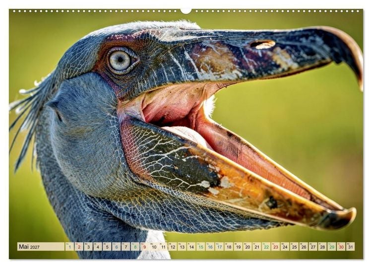 Produktbild: Schuhschnabel Vogel (hochwertiger Premium Wandkalender 2027 DIN A2 quer), Kunstdruck in Hochglanz