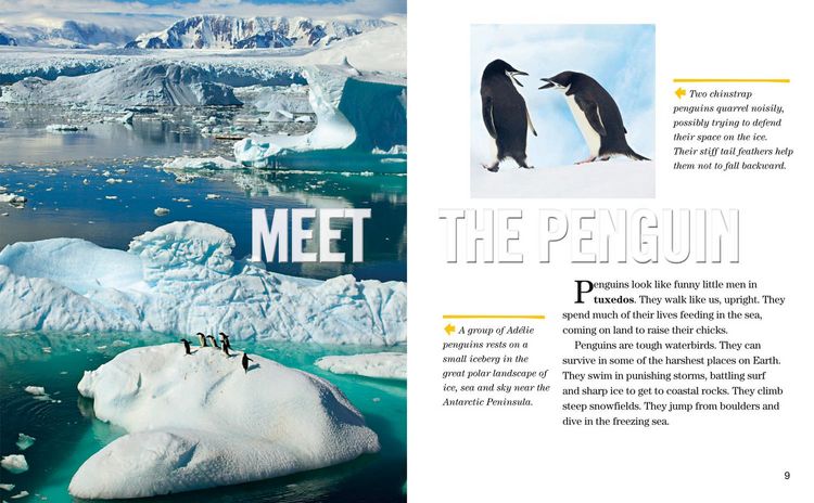 Produktbild: Nat Geo Reader Penguins