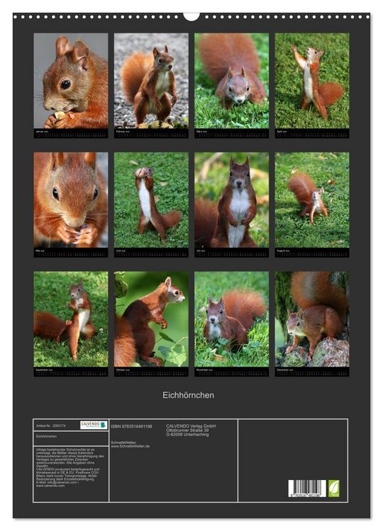 Produktbild: Eichh&ouml;rnchen (Wandkalender 2026 DIN A2 hoch), CALVENDO Monatskalender