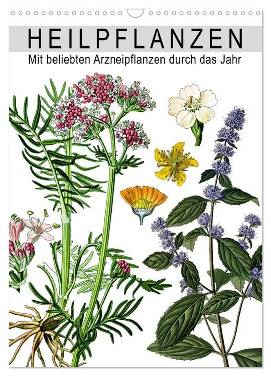 Produktbild: Heilpflanzen (Wandkalender 2026 DIN A3 hoch), CALVENDO Monatskalender