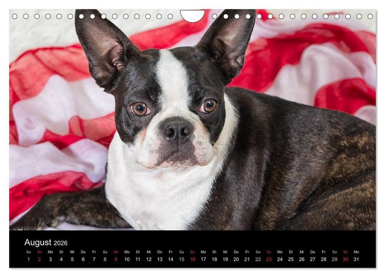 Produktbild: Colored Boston Terrier 2026 (Wandkalender 2026 DIN A4 quer), CALVENDO Monatskalender