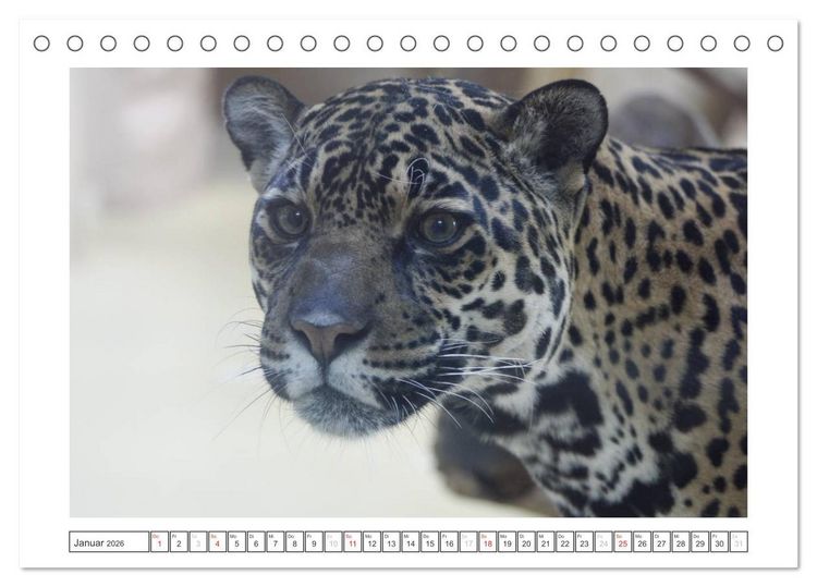 Produktbild: Tiere im Zoo (Tischkalender 2026 DIN A5 quer), CALVENDO Monatskalender