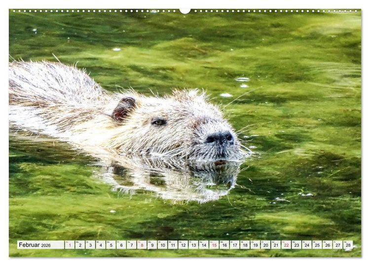 Produktbild: NUTRIA mit Nachwuchs (Wandkalender 2026 DIN A2 quer), CALVENDO Monatskalender