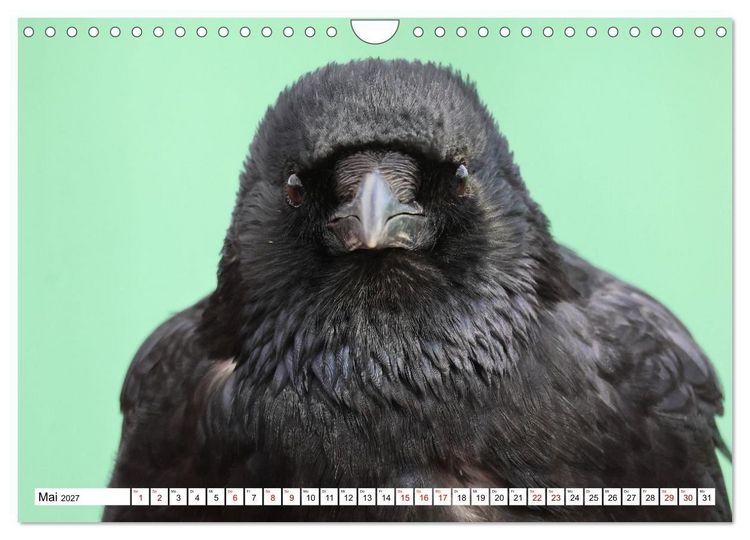 Produktbild: Im Auge der Kr&auml;he (Wandkalender 2027 DIN A4 quer), CALVENDO Monatskalender
