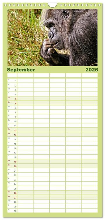 Produktbild: Familienplaner 2026 - Gorillas - Die sanften Wilden mit 5 Spalten (Wandkalender, 21 x 45 cm) CALVENDO