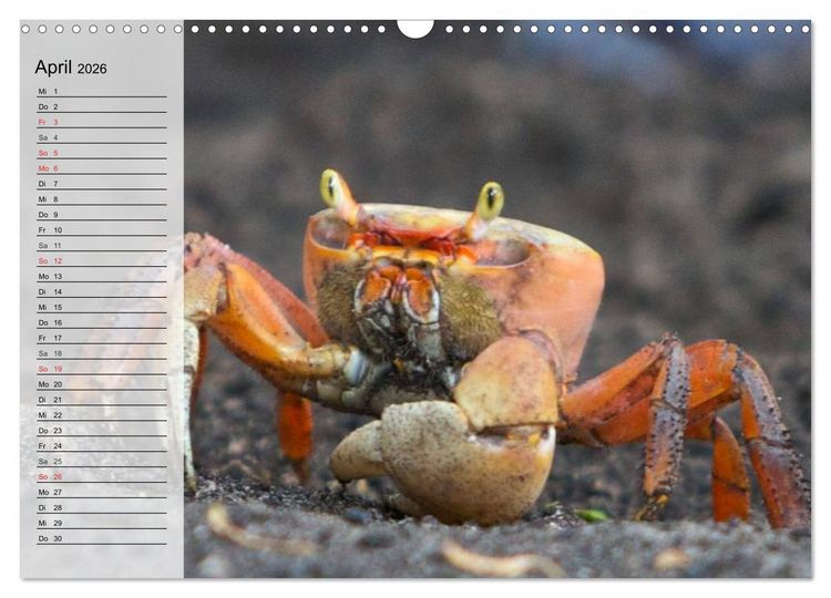 Produktbild: Krabben. Witzige Monster (Wandkalender 2026 DIN A3 quer), CALVENDO Monatskalender