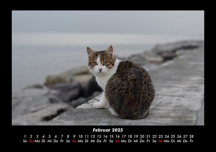 Produktbild: F&uuml;r Katzenfreunde 2025 Fotokalender DIN A3