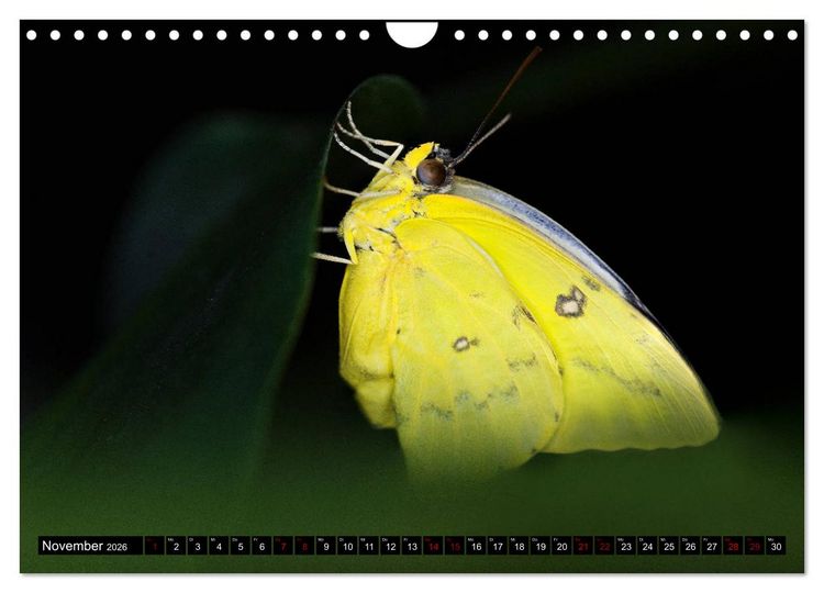 Produktbild: Fliegende Wunderwesen. Schmetterlinge weltweit, ganz nah (Wandkalender 2026 DIN A4 quer), CALVENDO Monatskalender