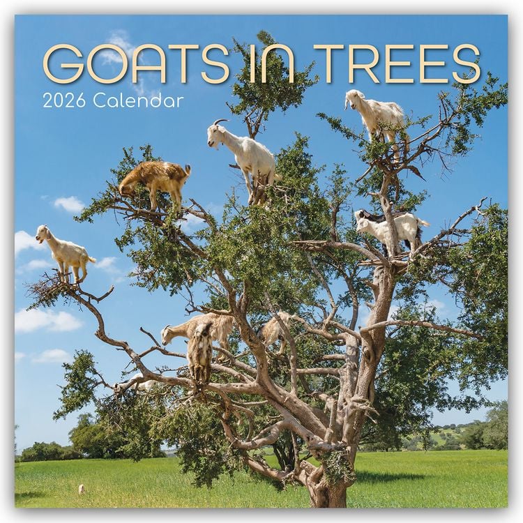 Produktbild: Goats in Trees – Ziegen auf Bäumen 2026 – 16-Monatskalender