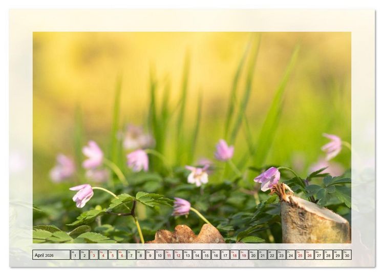 Produktbild: Jeden Monat in der Natur (Tischkalender 2026 DIN A5 quer), CALVENDO Monatskalender