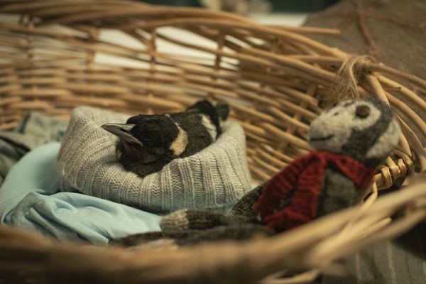 Produktbild: Befl&uuml;gelt - Ein Vogel namens Penguin Bloom
