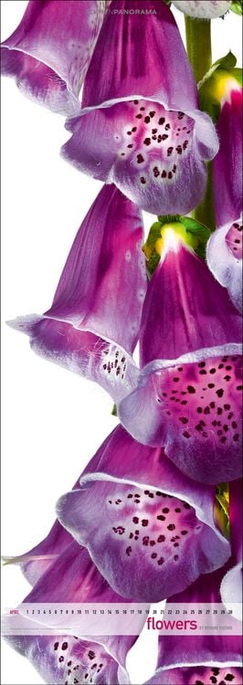Produktbild: Flowers