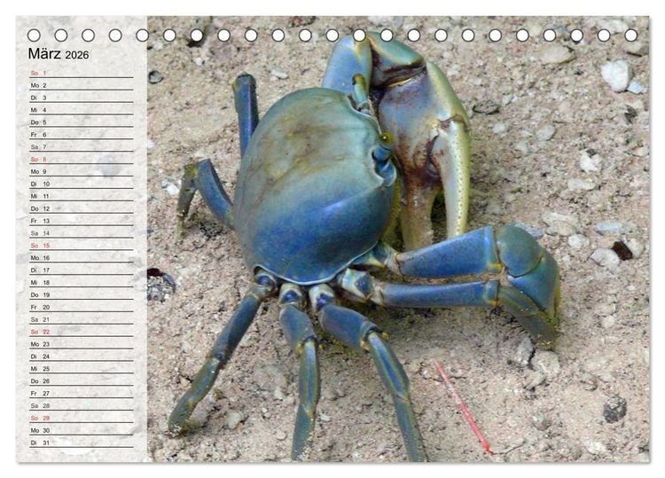 Produktbild: Krabben. Witzige Monster (Tischkalender 2026 DIN A5 quer), CALVENDO Monatskalender