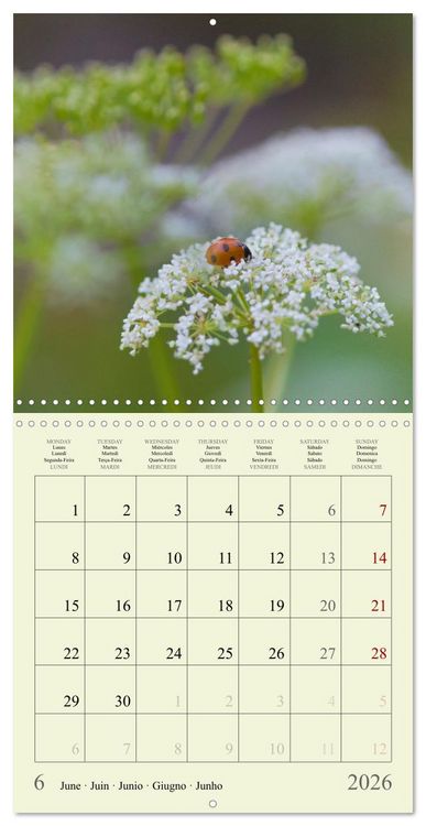 Produktbild: Fleurs du pays des r&ecirc;ves (Calendrier mural carr&eacute; 2026 30x30 cm) Calendrier double avec une page pour vos prises de notes