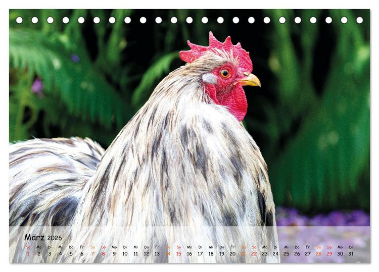 Produktbild: H&uuml;hner im Garten (Tischkalender 2026 DIN A5 quer), CALVENDO Monatskalender