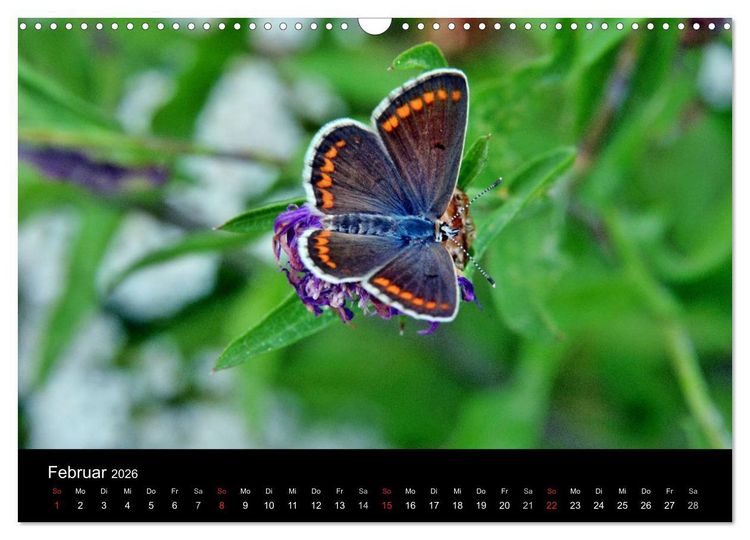 Produktbild: Schmetterlinge in Deutschland (Wandkalender 2026 DIN A3 quer), CALVENDO Monatskalender