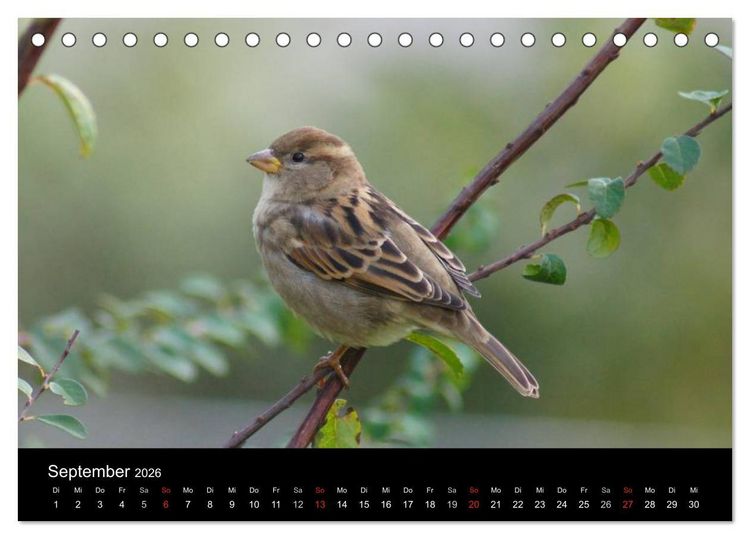 Produktbild: Freche Spatzen (Tischkalender 2026 DIN A5 quer), CALVENDO Monatskalender