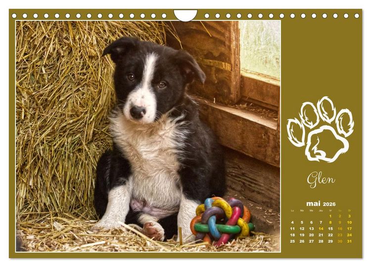 Produktbild: Border collie puppies (Calendrier mural 2026 DIN A4 vertical), CALVENDO calendrier mensuel