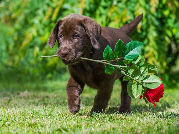 Produktbild: CALVENDO Puzzle Labrador Retriever - Kleiner Rosenkavalier | 1000 Teile Lege-Gr&ouml;&szlig;e 64x48cm Foto-Puzzle f&uuml;r gl&uuml;ckliche Stunden