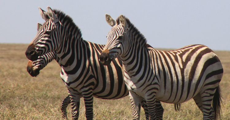 Produktbild: African Safari