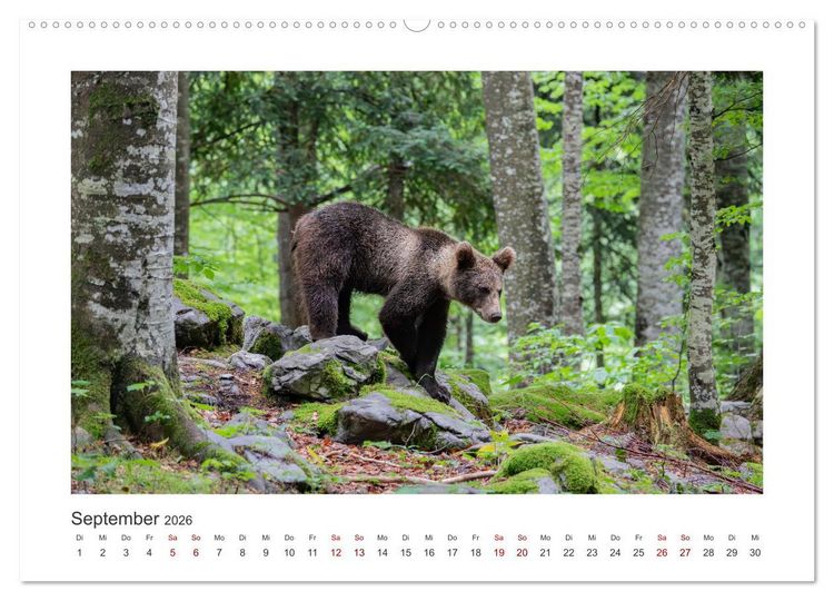 Produktbild: Slowenien - Wilde B&auml;ren und zauberhafte Natur (hochwertiger Premium Wandkalender 2026 DIN A2 quer), Kunstdruck in Hochglanz