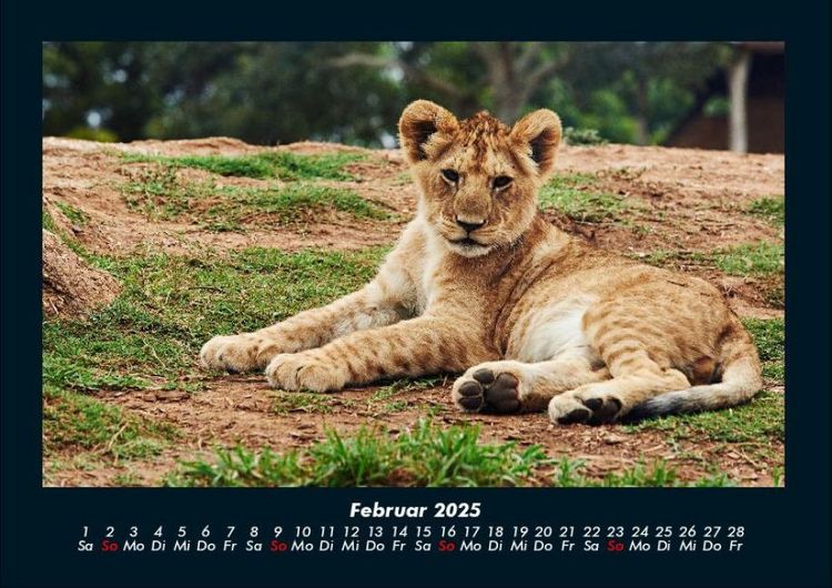 Produktbild: L&ouml;wen in der Wildnis 2025 Fotokalender DIN A4