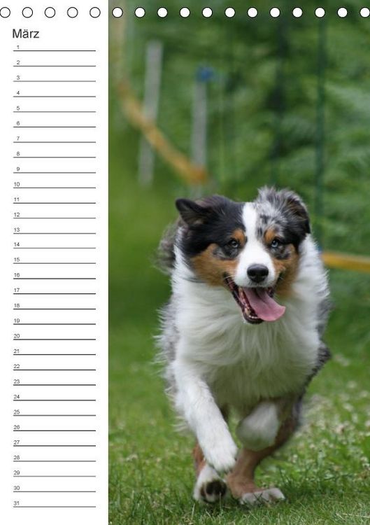 Produktbild: Der Aussie - Geburtstagskalender (Tischkalender immerw&auml;hrend DIN A5 hoch)