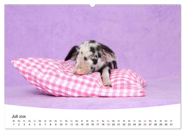 Produktbild: Niedliche Ferkel lovely piglets 2026 (hochwertiger Premium Wandkalender 2026 DIN A2 quer), Kunstdruck in Hochglanz