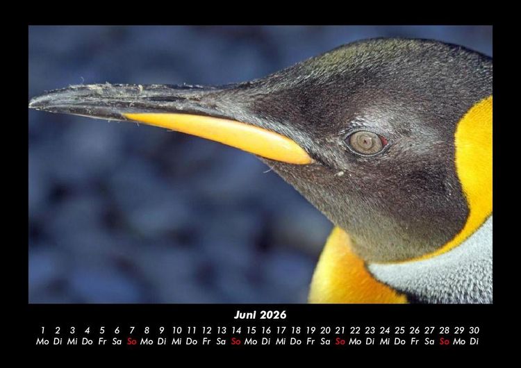 Produktbild: Pinguine & Eisb&auml;ren 2026 Fotokalender DIN A3