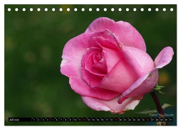 Produktbild: Edle Rosen (Tischkalender 2026 DIN A5 quer), CALVENDO Monatskalender